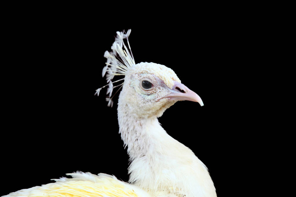 Blanco pavo real contra fondo negro
 - Foto, Imagen