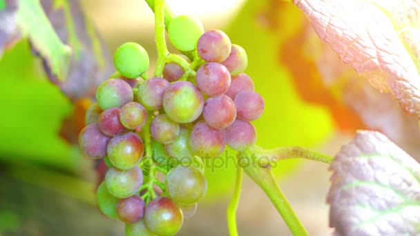 Vitis vinifera (wspólne winorośli) – gatunek Vitis, pochodzi z basenu Morza Śródziemnego, Europy Środkowej i południowo-zachodniej Azji. - Materiał filmowy, wideo
