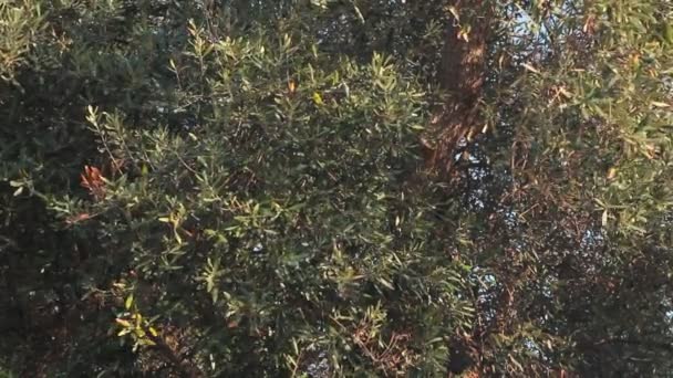 pień i liście drzewa oliwnego - Materiał filmowy, wideo