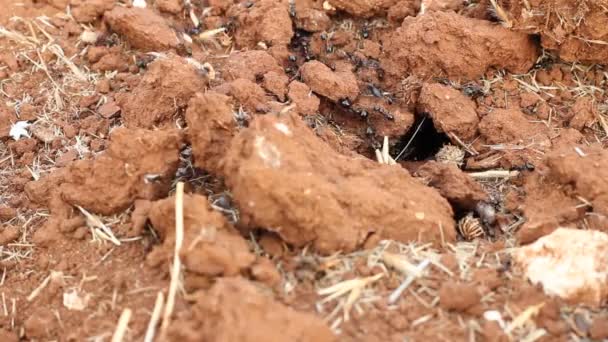 Szczegóły wejścia mrowisko z pracy mrówki - Materiał filmowy, wideo