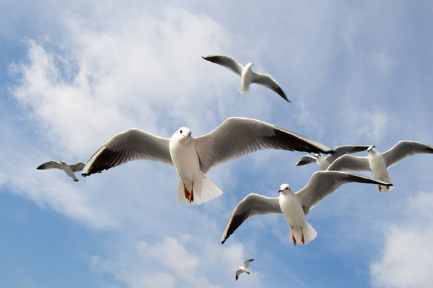 Gaivotas voando no céu sobre as águas do mar
 - Foto, Imagem
