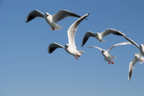 Mouettes volant dans le ciel au-dessus des eaux de la mer
 - Photo, image