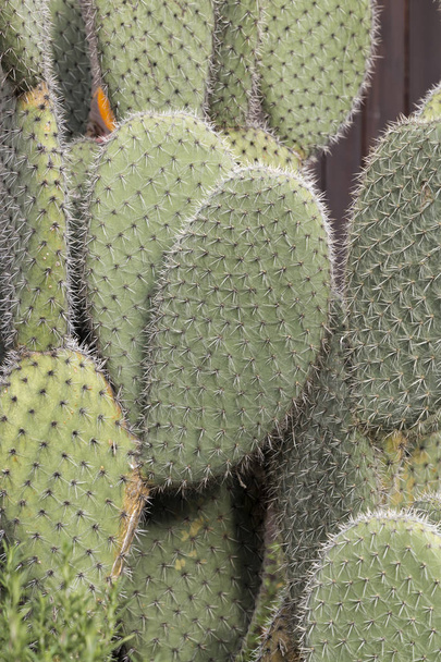 A zöld kaktusz - Fotó, kép