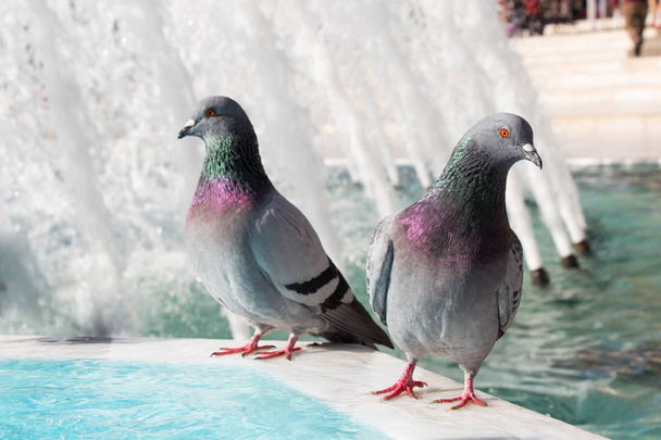 Aves solitarias junto a la fuente viven en un entorno urbano
 - Foto, Imagen