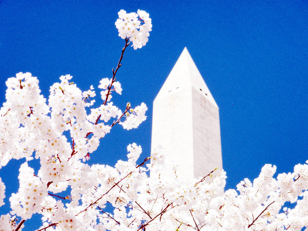 ワシントン桜の花と記念碑 2010 年 3 月 - 写真・画像