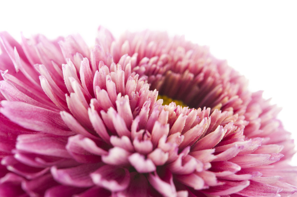 Flor de crisantemo
 - Foto, imagen