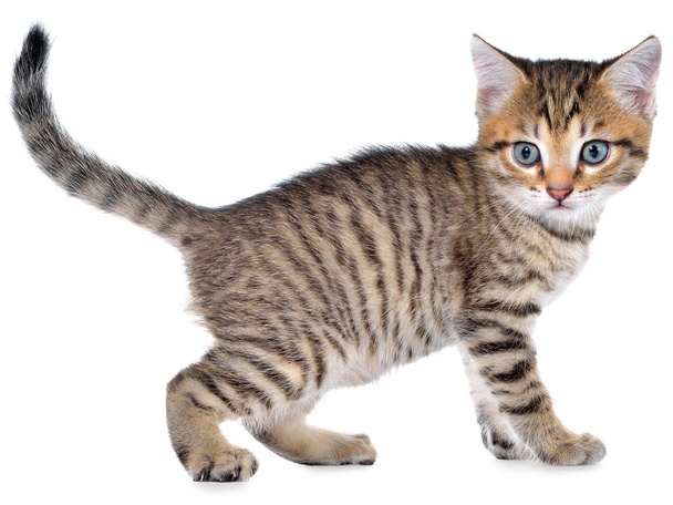 Taquigrafía brindled gatito va vista lateral aislado
 - Foto, Imagen