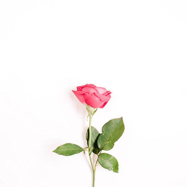 Beautiful red rose flower - Foto, afbeelding