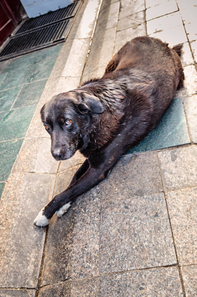 Koira surullisin silmin Grand Bazaarissa, Istanbulissa
. - Valokuva, kuva