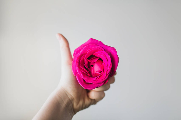 Pink rose in hand - Foto, imagen