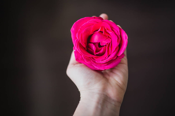 Pink rose in hand - Zdjęcie, obraz