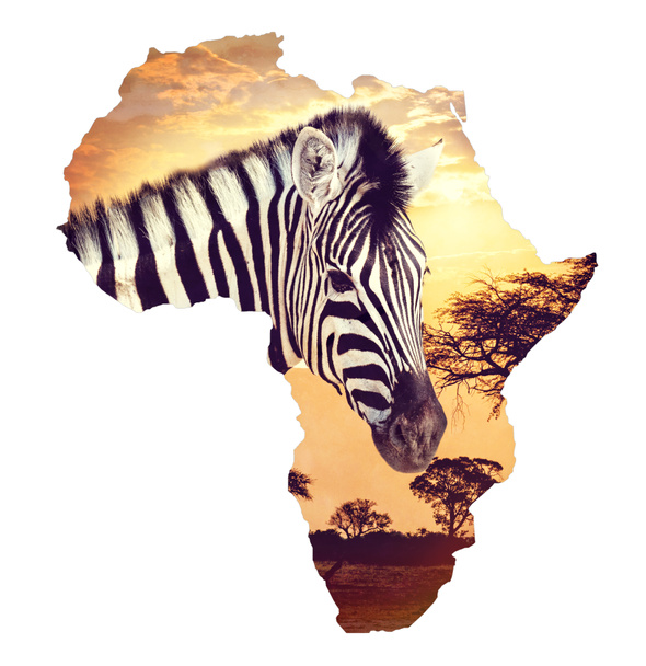 Portrait zèbre sur coucher de soleil africain avec fond d'acacia. Carte, continent africain. Faune et nature sauvage Carte du concept d'Afrique
 - Photo, image