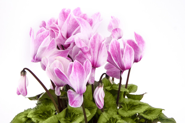 Blossom of pink cyclamen isolated on white background - Photo, Image