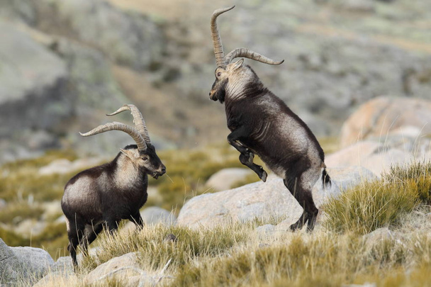Spanish wild goat - Foto, Imagen