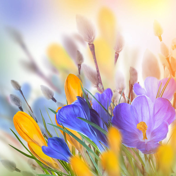 Krokus kwiaty z wierzby - Zdjęcie, obraz