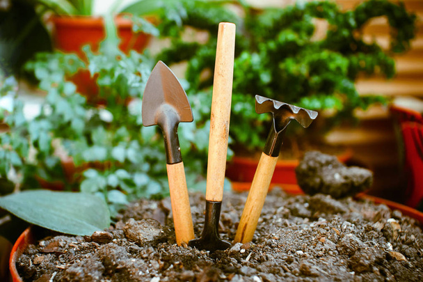 Outils de jardin sur sol plat dans le pot, y compris les plantes d'intérieur
. - Photo, image
