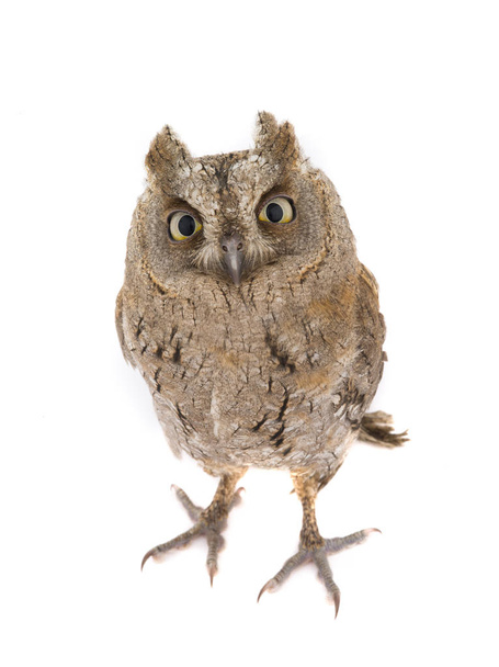 European scops owl  - Фото, изображение