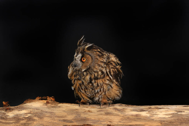 owl on a tree - Фото, изображение