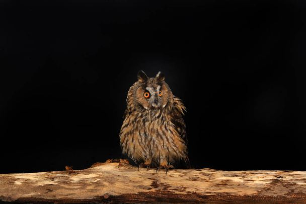 owl on a tree - Foto, Bild