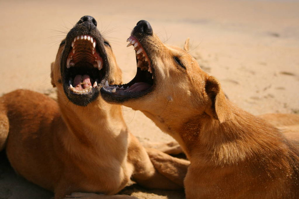 Cães brincam e rosnam
 - Foto, Imagem