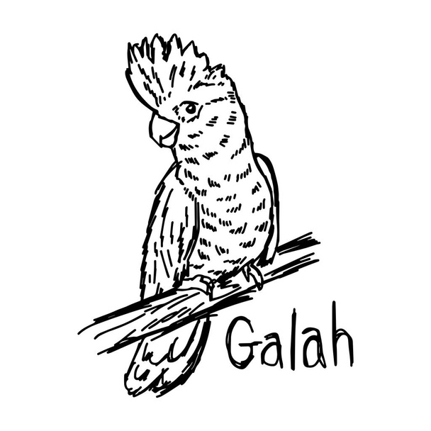 Vektor Illustration Skizze Hand mit schwarzen Linien von Galah isoliert auf weißem Hintergrund gezeichnet - Vektor, Bild
