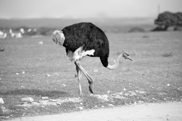  en Sudáfrica reserva natural de vida silvestre y avestruz
 - Foto, imagen
