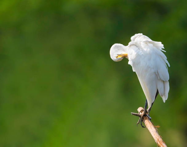 Snowy white egret perching on branch - Photo, image