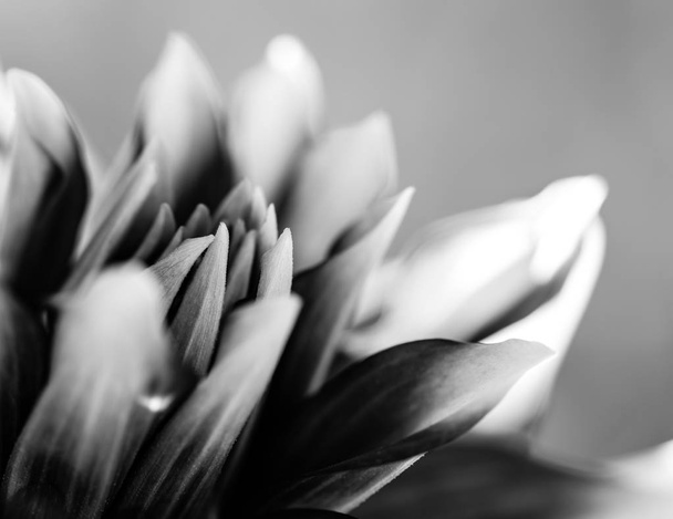 Siyah ve beyaz tonda asterflower yumuşak odak soyut fotoğraf - Fotoğraf, Görsel