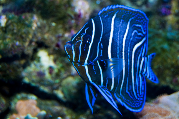 Corán juvenil Angelfish in Aquarium
 - Foto, imagen