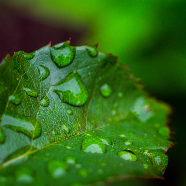 Belle feuille verte avec des gouttes d'eau, feuille avec des gouttes d'eau pour l'arrière-plan, gouttes de pluie sur petite plante après une pluie macro, goutte d'eau briller dans la lumière du soleil, nature du matin, concept de nature printanière
 - Photo, image