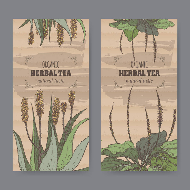 Two color vintage labels for aloe and plantain herbal tea. - Вектор,изображение