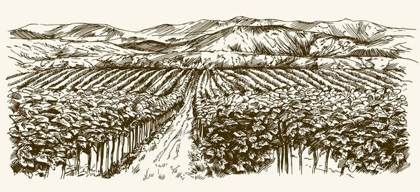 ぶどう畑の広い視野。ブドウ畑の風景パノラマ。描かれた手 - ベクター画像