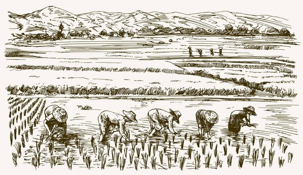 Agricoltori asiatici che lavorano su Field. Illustrazione disegnata a mano. Riso ha
 - Vettoriali, immagini