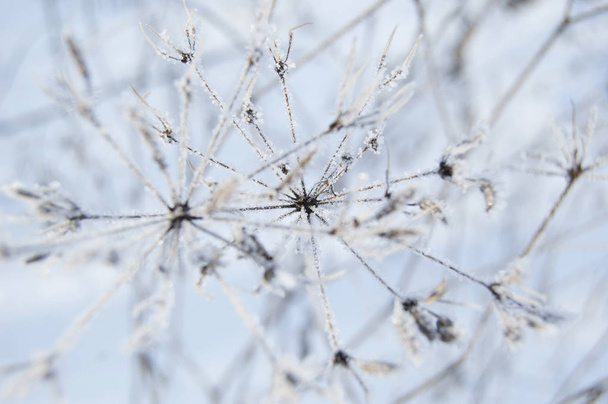 Winter. Makro. gefrorenes Kraut auf Schnee Hintergrund. - Foto, Bild