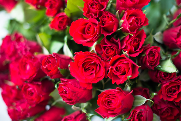 rose rosse - Foto, immagini
