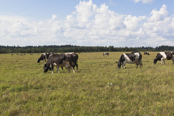 Herd of cows is grazed in a meadow - Foto, afbeelding
