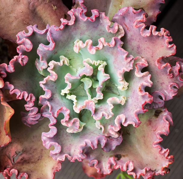  Миниатюрные сочные растения в саду - Фото, изображение