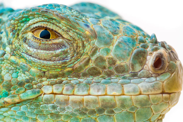 Una iguana verde
 - Foto, Imagen