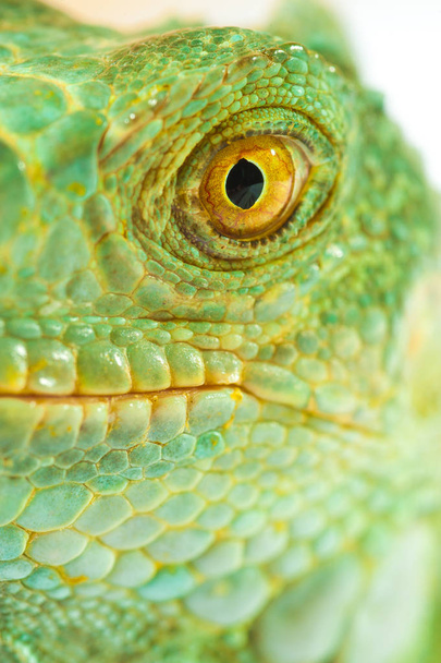 Un iguane vert
 - Photo, image