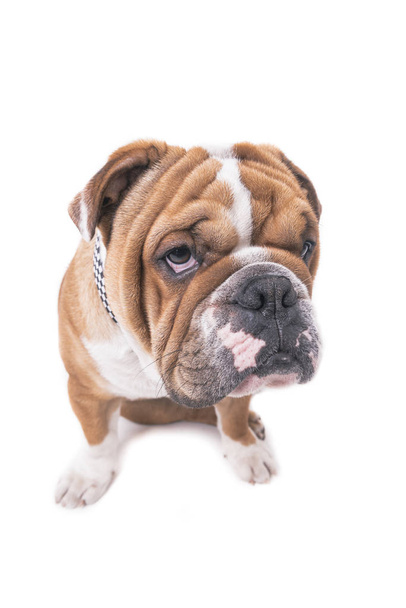 Portrait of English bulldog - Fotografie, Obrázek
