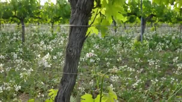 Виноград виноградник поля в Sunset крупним планом - Кадри, відео