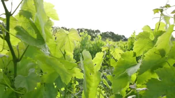 Vineyard Fields at Sunset Vine Lane Closeup - Footage, Video