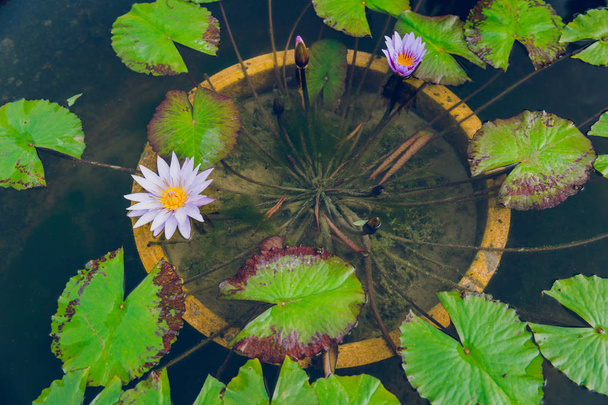 lotus flower in pond. - Фото, изображение