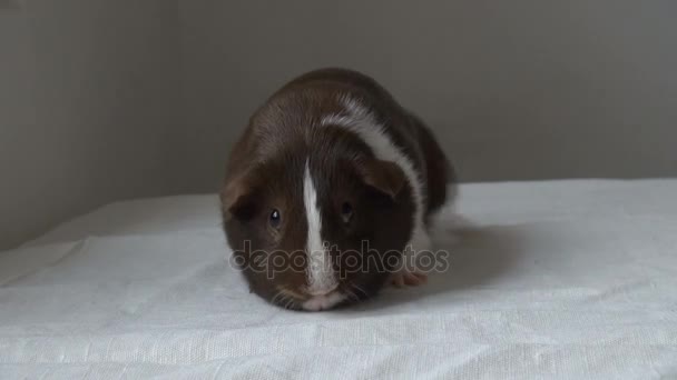 Bring a Guinea pig into the frame and then take - Metraje, vídeo