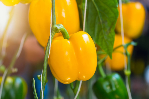 Yellow Bell pepper plant in the garden - Foto, Bild