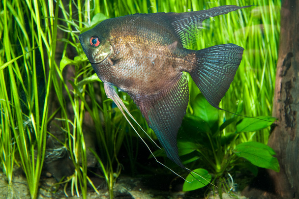 Black Angelfish - Photo, Image