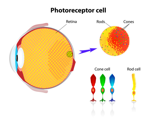 Retina. Células de varilla y células de cono. Vector
 - Vector, Imagen