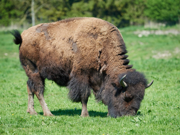 Bisonte americano (Bisonte bisonte
) - Foto, Imagen