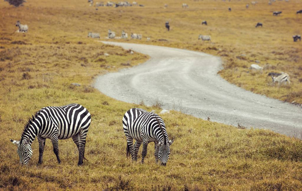 Zebra portrét na africké savany. Safari v serengeti, Tanzanie - Fotografie, Obrázek