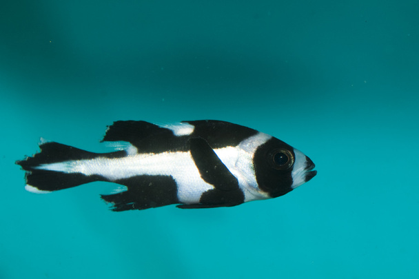 Сладкие губки в аквариуме
 - Фото, изображение